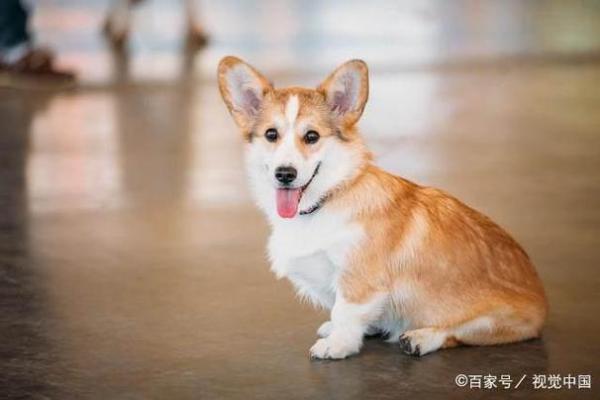 命里缺土的人适合养什么宠物？让我们来探讨一下！