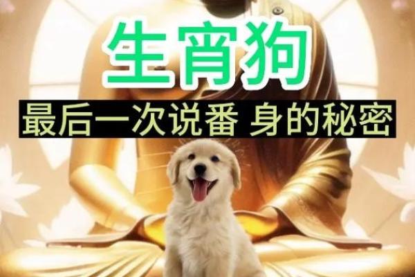 1994年出生的狗：命运与性格的深刻解读