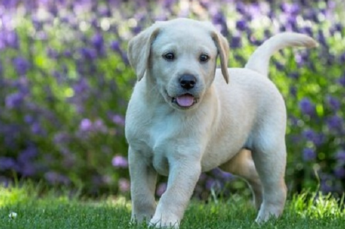 犬类的健康权利：我们应如何保护我们的毛茸茸朋友？