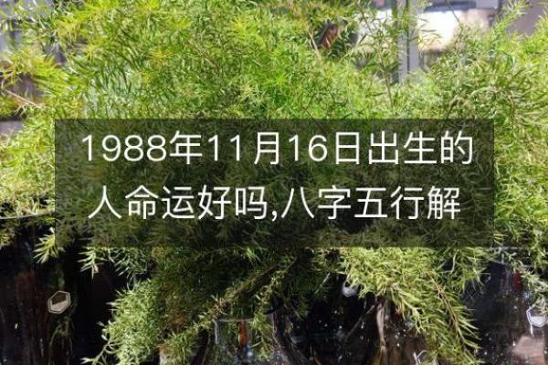 农历十月初八出生的人命理解析：缺什么该如何补救？