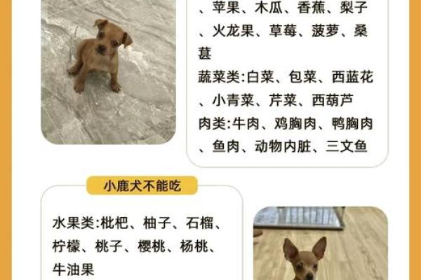 六月出生的狗女：独特命运与性格特征探秘