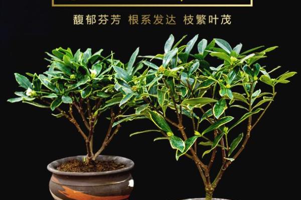 命理缺金缺火，适合养的花卉推荐与解析