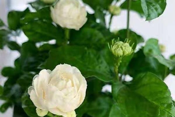 路旁土命女适合养什么花，如何选择与搭配？