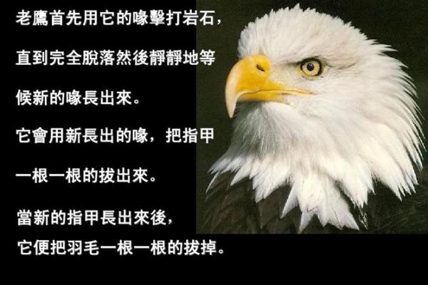 命主未入正官格的深层解析与人生启示