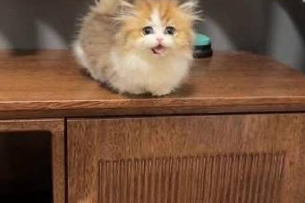 揭秘九条命的猫：它们的品质与特性