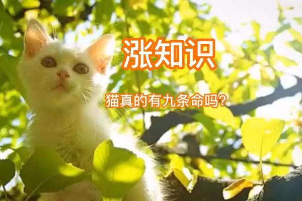 揭秘九条命的猫：它们的品质与特性