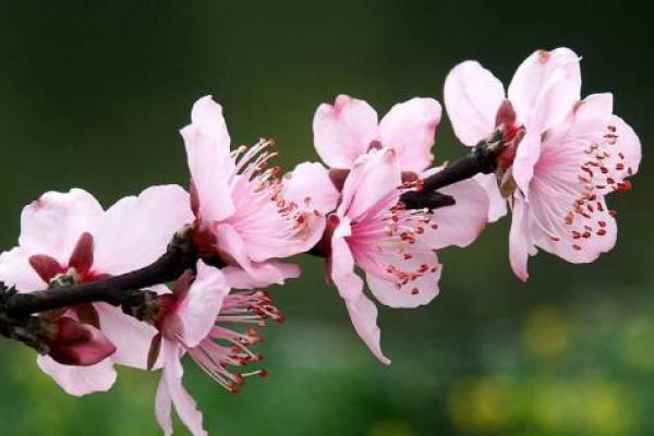 命犯桃花：缘分背后的深层解析与感情启示