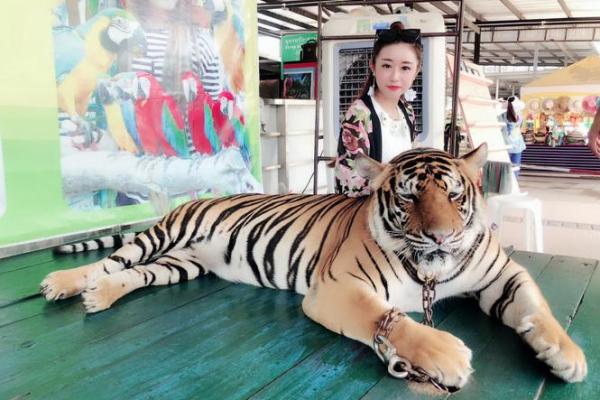 六二年属虎的命运解析：勇往直前的人生旅程