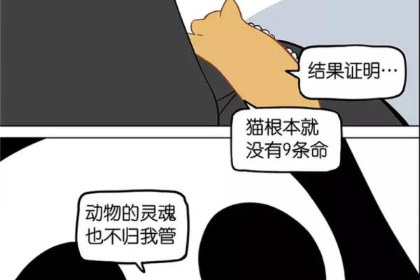 猫有九条命：九种不同的生活体验与探险之旅