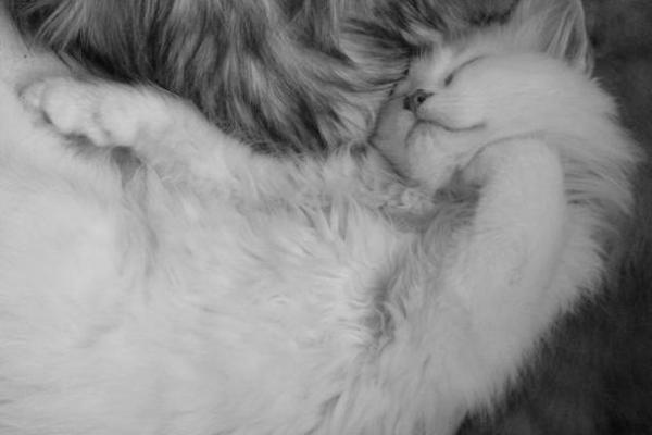 猫咪的九条命：探索生命力的奥秘与魅力