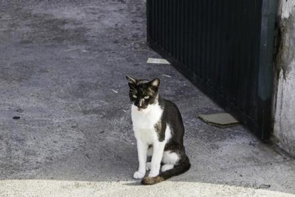 流浪猫的命运：孤独而坚韧的猫生之旅