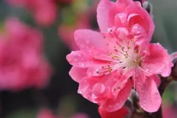 揭秘木命催桃花的吉祥物，助你桃花运旺盛！