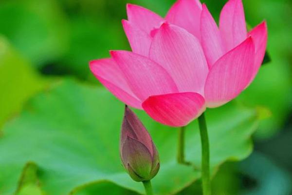 命里带桃花，幸运与爱情的美好象征